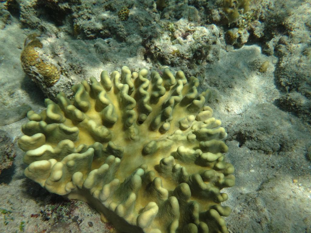 Wera Beach Kadumbul المظهر الخارجي الصورة
